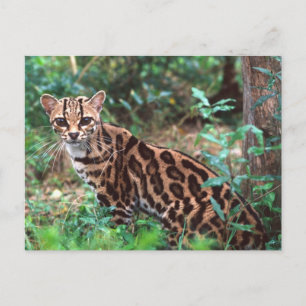 Carte Postale Margay, Leopardus wiedi, Originaire du Mexique jus