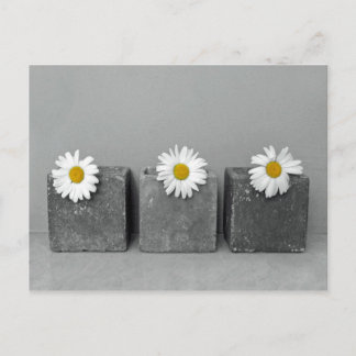 Carte Postale Margeriten