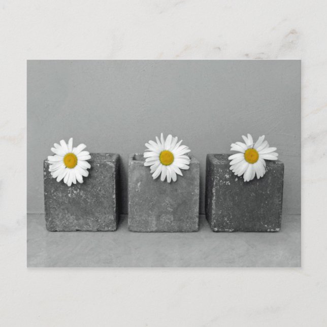 Carte Postale Margeriten (Devant)