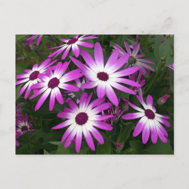 Carte Postale marguerite (Devant)