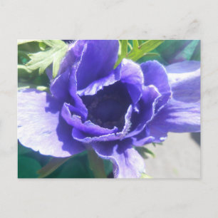 Carte Postale Marguerite