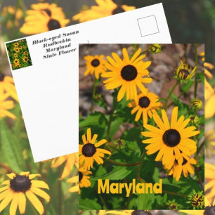 Carte Postale Marguerite à œil noir Fleur de l'État du Maryland