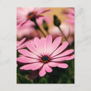 Carte Postale Marguerite africaine violette