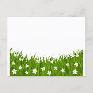 Carte postale marguerite et herbe