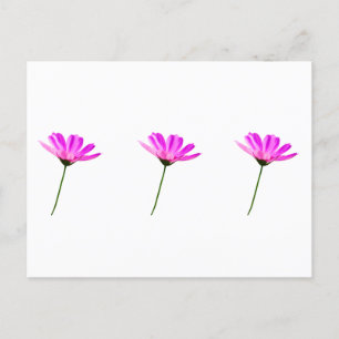 Carte Postale Marguerite rose