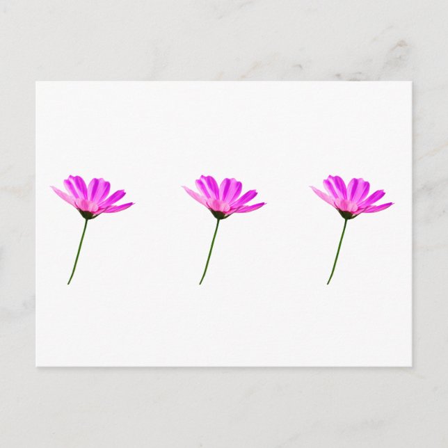 Carte Postale Marguerite rose   (Devant)