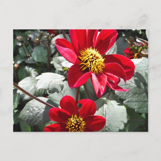 Carte Postale marguerite rose chaud rouge / marguerites fleurs (Devant)