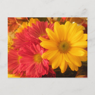 Carte Postale Marguerite rose et jaune