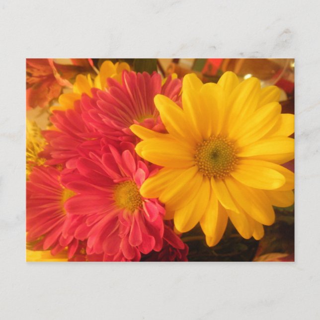 Carte Postale Marguerite rose et jaune (Devant)