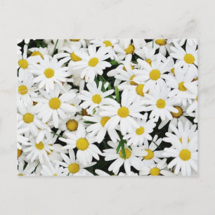 Carte Postale Marguerites