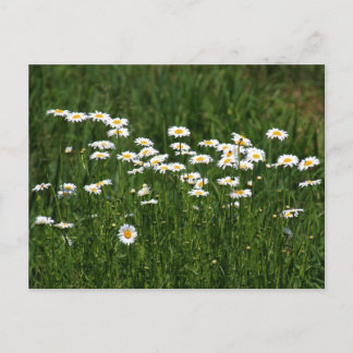 Carte Postale Marguerites
