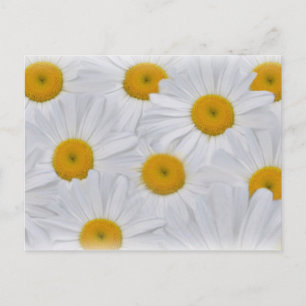 Carte Postale Marguerites 6