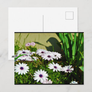 Carte Postale Marguerites africaines blanches