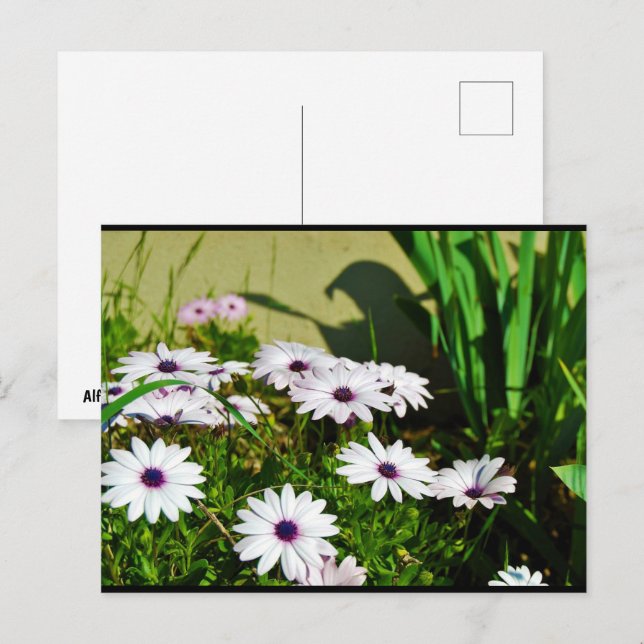 Carte Postale Marguerites africaines blanches (Devant / Derrière)