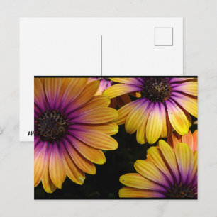 Carte Postale Marguerites africaines jaunes et violettes