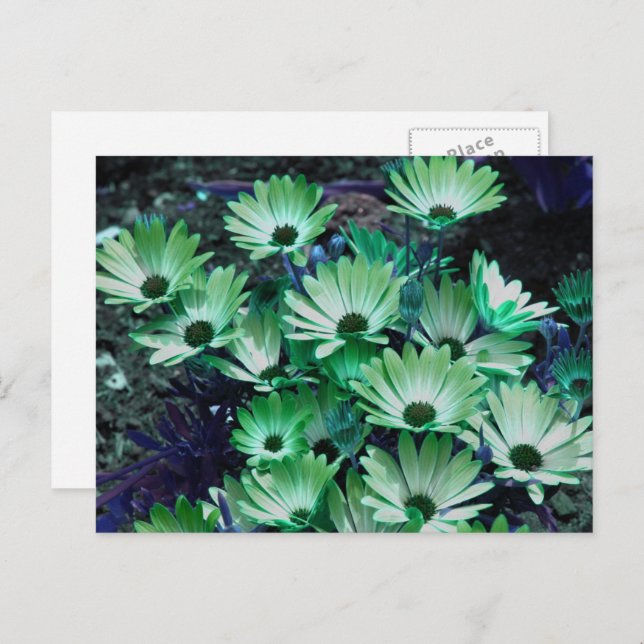 Carte Postale Marguerites Africaines Vertes Fleur Personnalisé (Devant / Derrière)