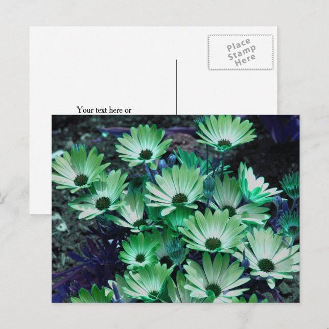 Carte Postale Marguerites africaines vertes Fleur Personnalisée (Devant / Derrière)