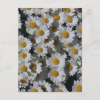Marguerites blanches 