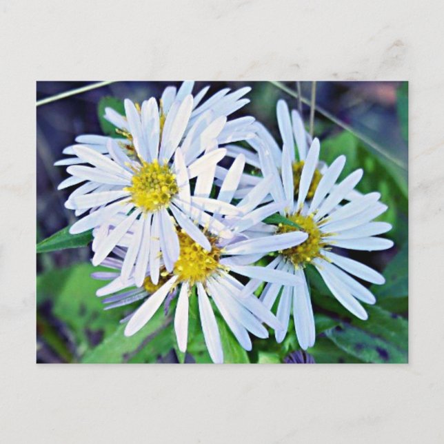 Carte Postale Marguerites blanches (Devant)