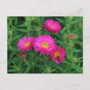 Carte Postale Marguerites de la Saint-Michel et abeille