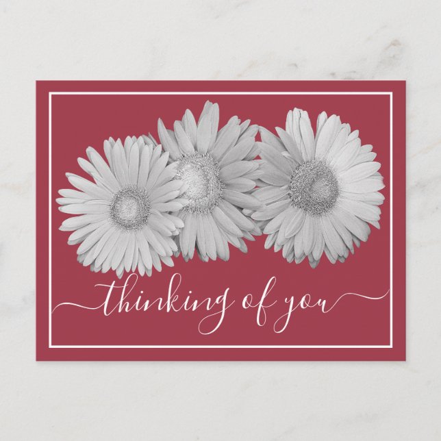 Carte Postale Marguerites Gerbera Fond de teint Rose Pensée à Vo (Devant)