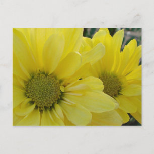 Carte Postale Marguerites jaunes