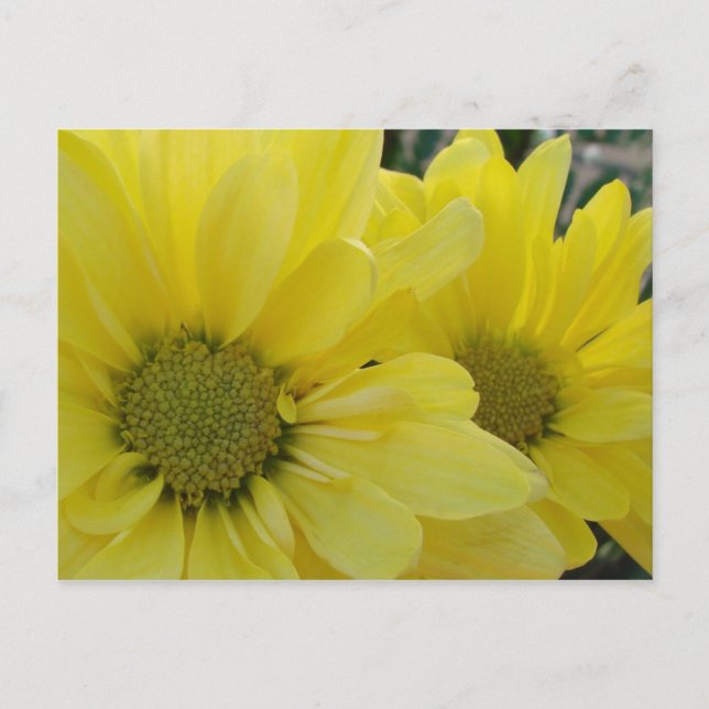 Carte Postale Marguerites Jaunes (Devant)