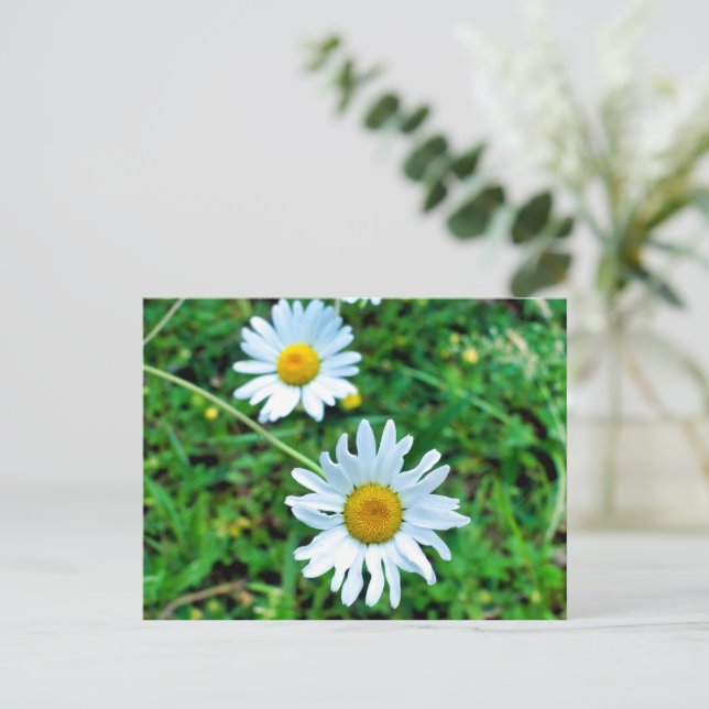 Carte Postale Marguerites oculaires (Debout devant)