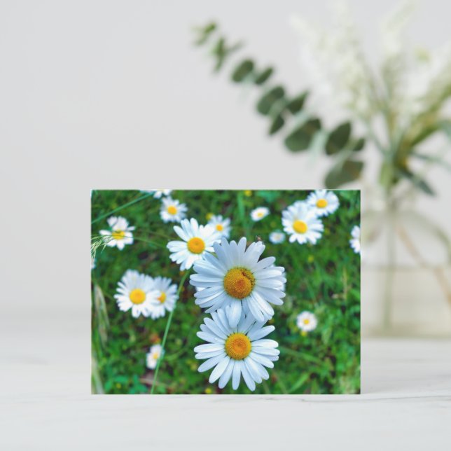 Carte Postale Marguerites oculaires (Debout devant)