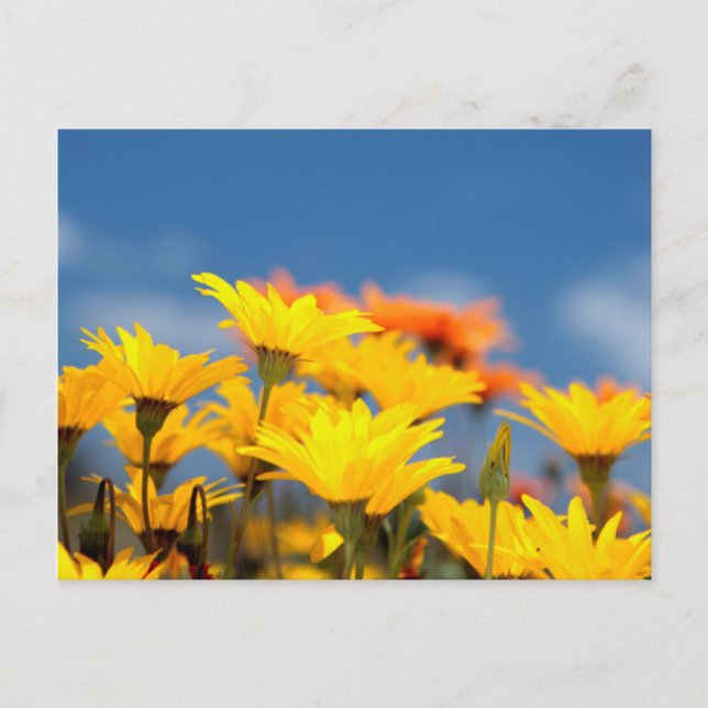Carte Postale Marguerites Orange Et Jaune De Namaqualand (Devant)