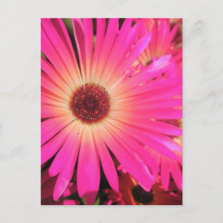 Carte Postale Marguerites Rose Clair