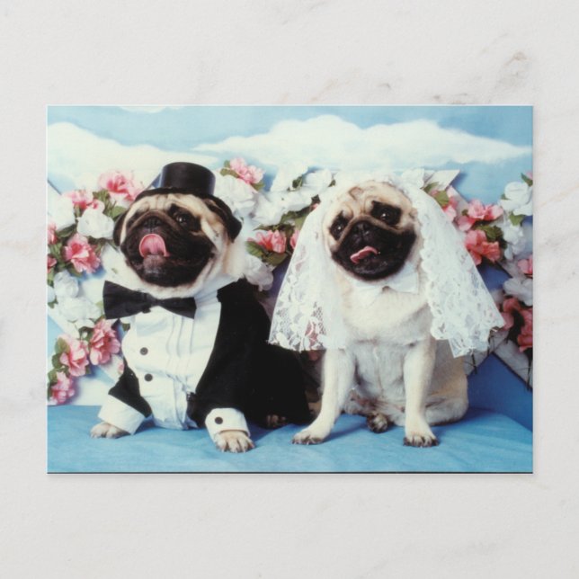 Carte postale Mariage carlin Dogs (Devant)
