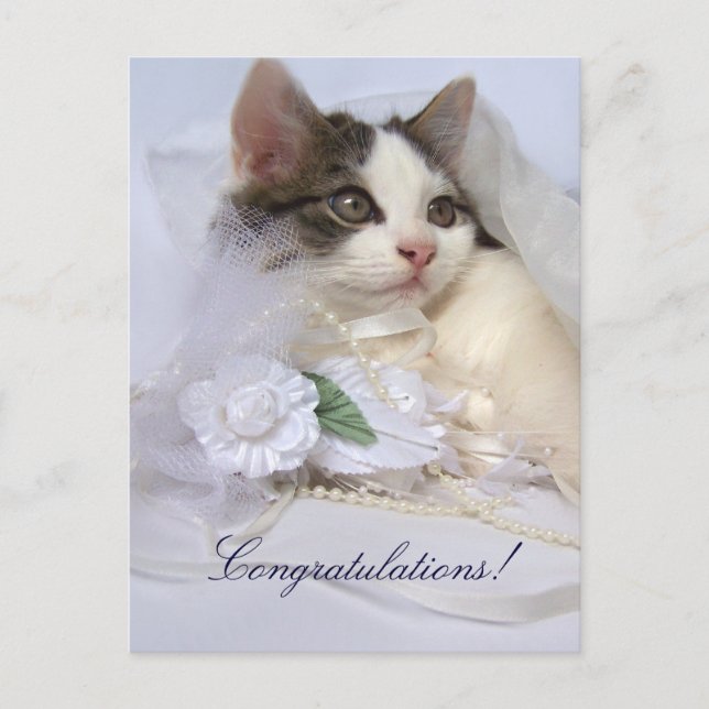Carte postale mariage Kitten (Devant)