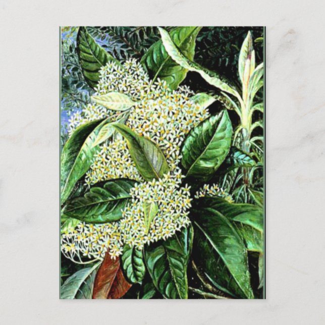 Carte Postale Marianne Nord - Olearia argophylla (Devant)