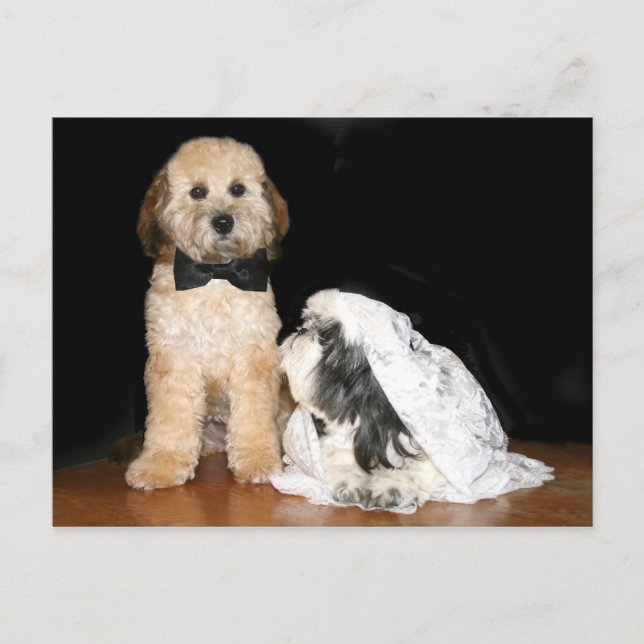 Carte Postale Marié et marié canin (Devant)