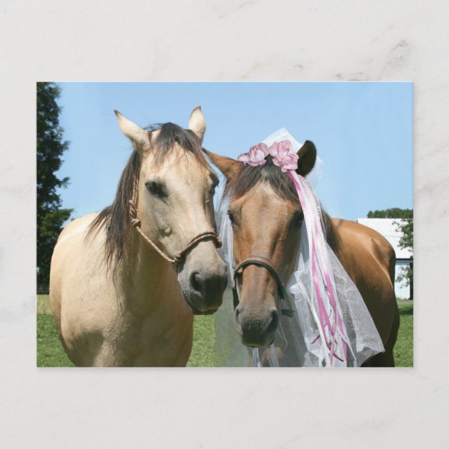Carte Postale Mariée et marié équin (Devant)