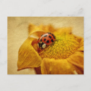 Carte Postale Marienkäfer auf gelée Blüte