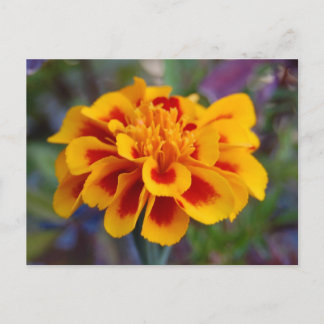 Carte postale Marigold