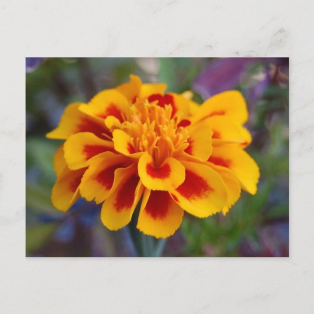 Carte postale Marigold (Devant)