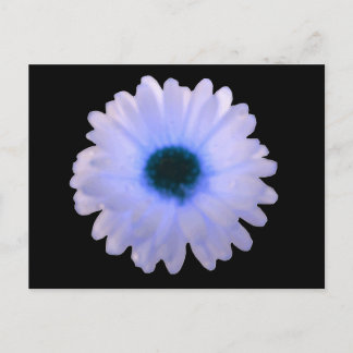 Carte postale Marigold blanc et bleu