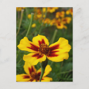 Carte postale Marigold Flowers