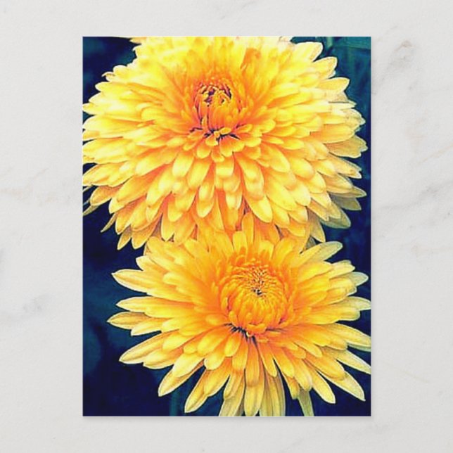 Carte Postale Marigold jaune (Devant)
