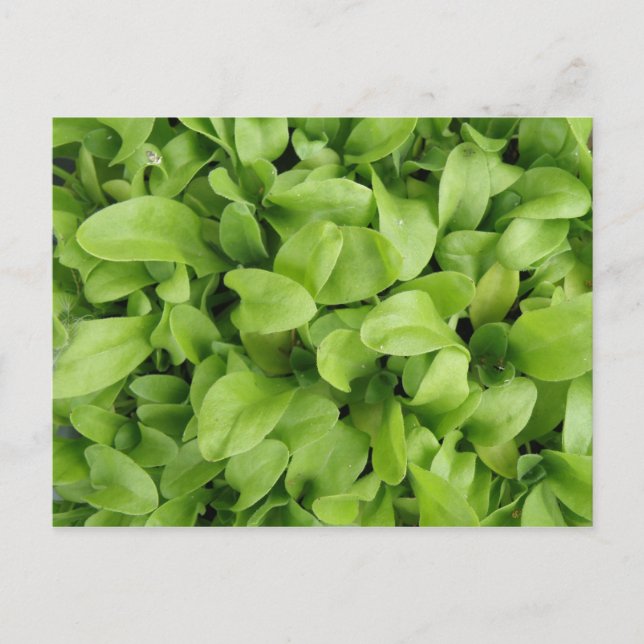 Carte postale Marigold Seedlings (Devant)