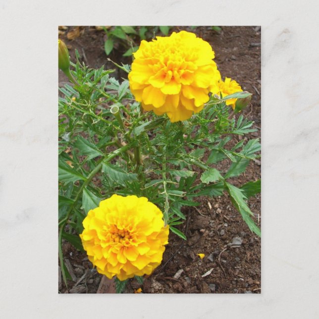 Carte Postale Marigolds (Devant)