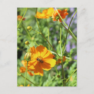 Carte Postale Marigolds # 6