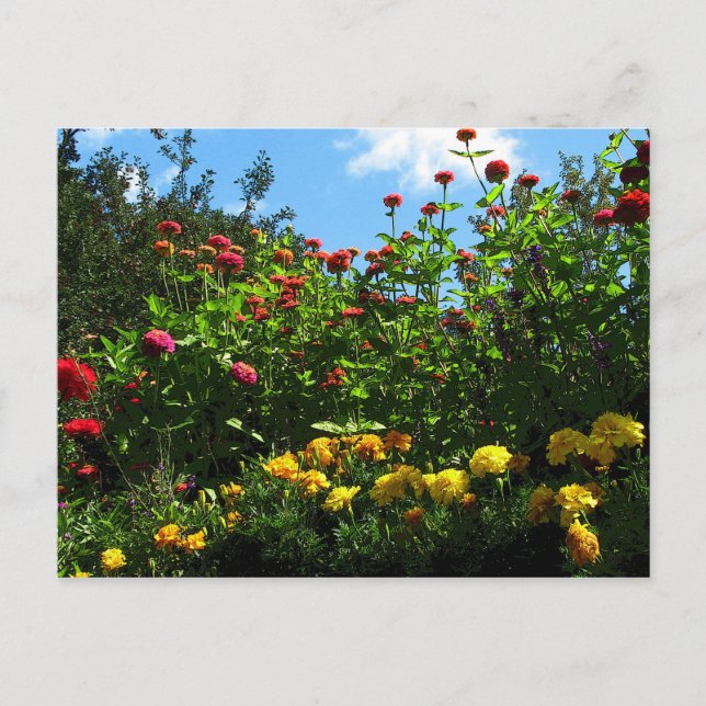 Carte Postale Marigolds, Zinnias et Ciel bleu (Devant)