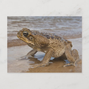Carte Postale Marina de Cane Toad Rhinella, anciennement Bufo