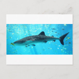 Carte Postale Marine Eau Chic Cool élégant Baleine Bleue Requin