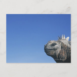 Carte Postale Marine Iguana