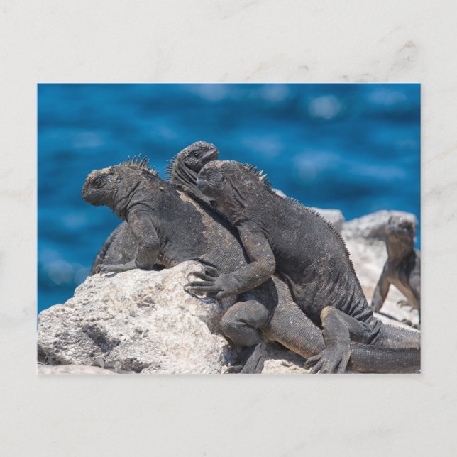 Carte Postale Marine Iguana (Devant)